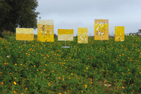 Painting among the flowers - Campo fiorito IV